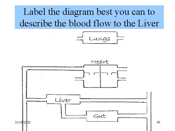 Label the diagram best you can to describe the blood flow to the Liver