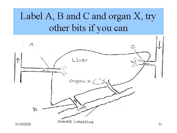 Label A, B and C and organ X, try other bits if you can