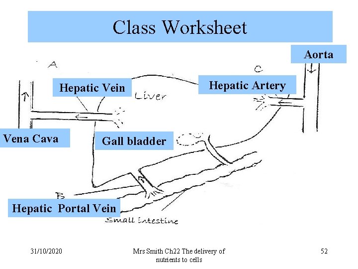 Class Worksheet Aorta Hepatic Artery Hepatic Vein Vena Cava Gall bladder Hepatic Portal Vein