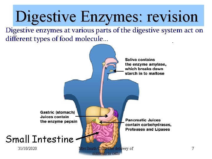 Digestive Enzymes: revision Digestive enzymes at various parts of the digestive system act on