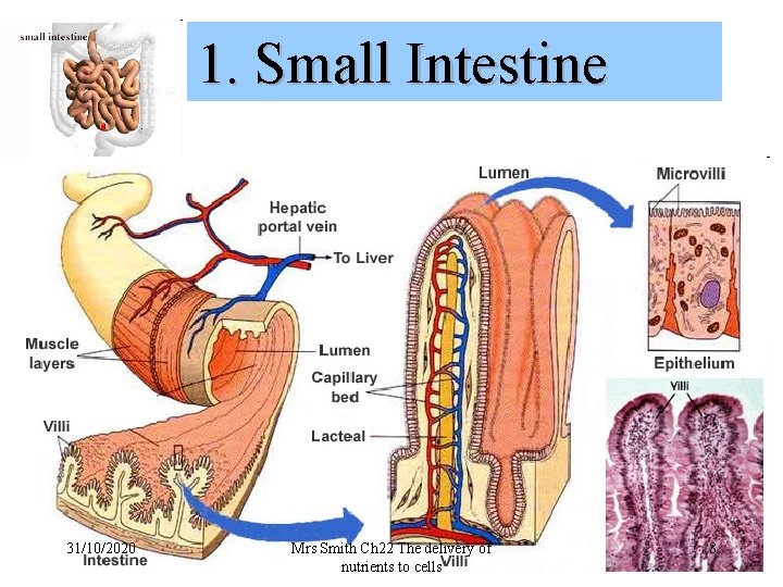 1. Small Intestine 31/10/2020 Mrs Smith Ch 22 The delivery of nutrients to cells