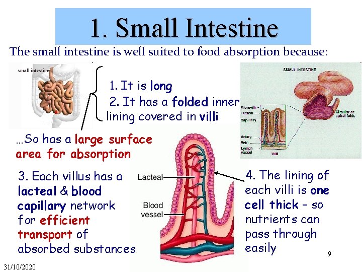 1. Small Intestine The small intestine is well suited to food absorption because: 1.