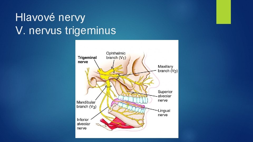 Hlavové nervy V. nervus trigeminus 
