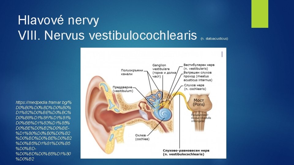 Hlavové nervy VIII. Nervus vestibulocochlearis https: //medpedia. framar. bg/% D 0%B 0%D 0%BD%D 0%B