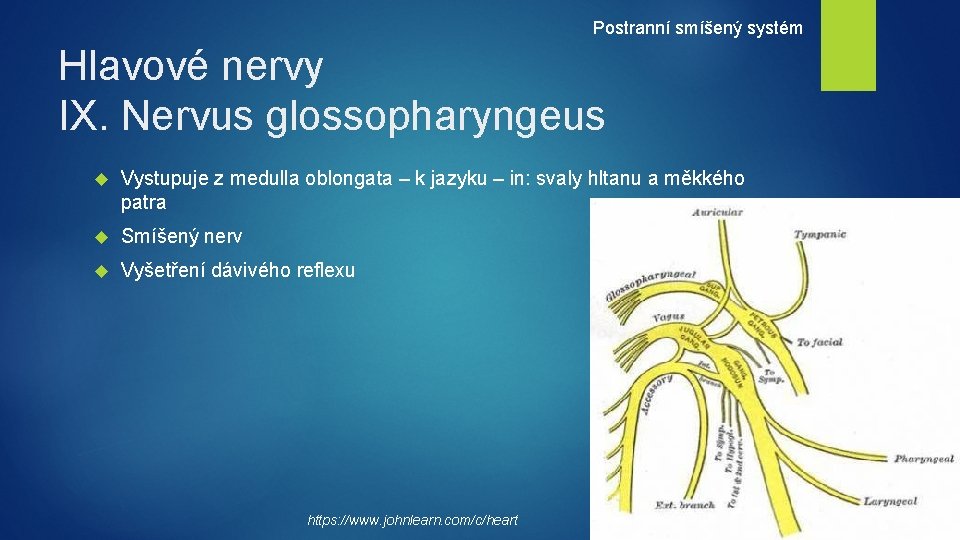 Postranní smíšený systém Hlavové nervy IX. Nervus glossopharyngeus Vystupuje z medulla oblongata – k