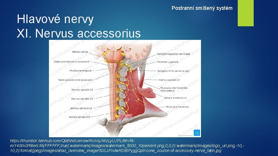 Postranní smíšený systém Hlavové nervy XI. Nervus accessorius https: //thumbor. kenhub. com/Q 9 BWs.