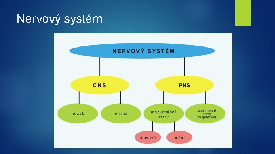 Nervový systém 
