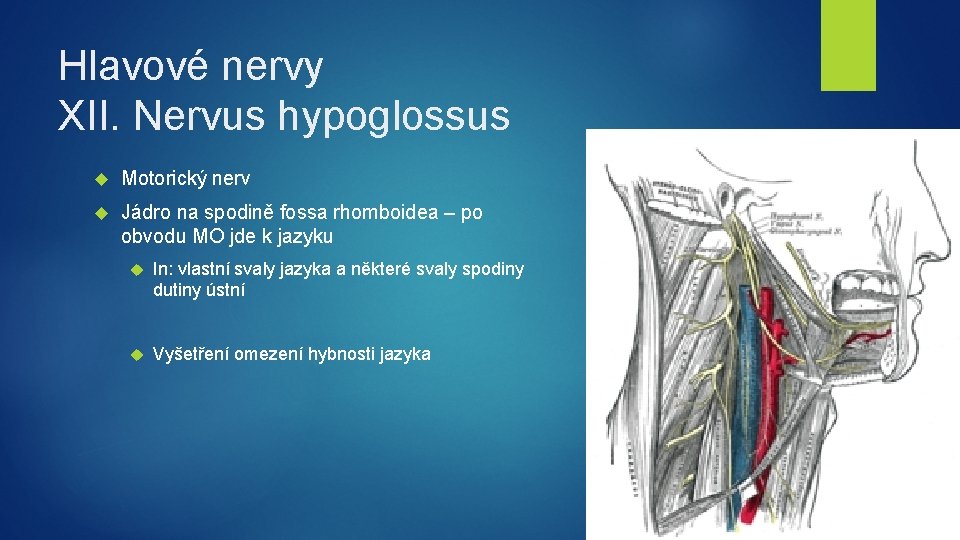 Hlavové nervy XII. Nervus hypoglossus Motorický nerv Jádro na spodině fossa rhomboidea – po