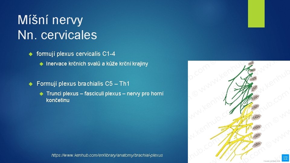 Míšní nervy Nn. cervicales formují plexus cervicalis C 1 -4 Inervace krčních svalů a