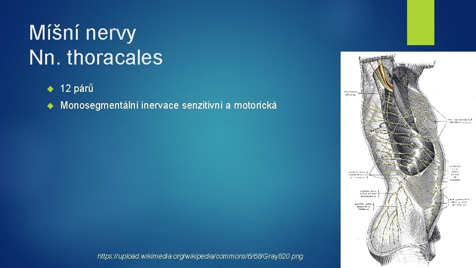 Míšní nervy Nn. thoracales 12 párů Monosegmentální inervace senzitivní a motorická https: //upload. wikimedia.