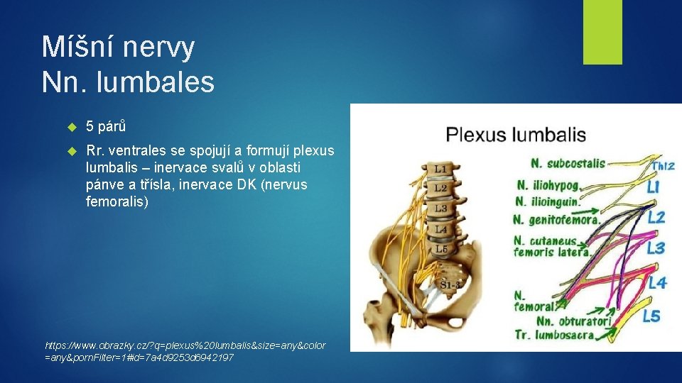 Míšní nervy Nn. lumbales 5 párů Rr. ventrales se spojují a formují plexus lumbalis