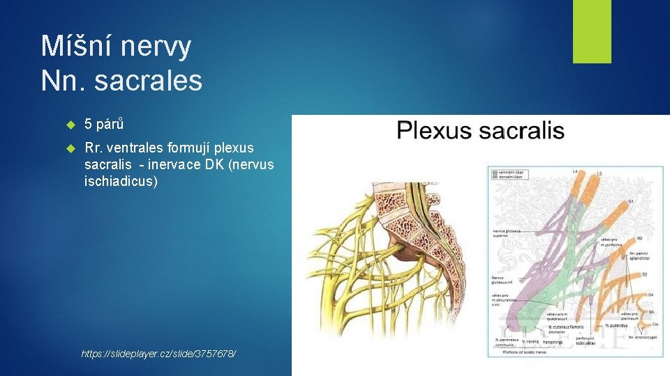 Míšní nervy Nn. sacrales 5 párů Rr. ventrales formují plexus sacralis - inervace DK