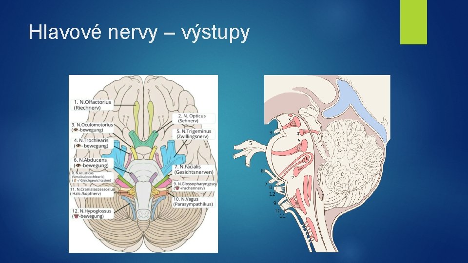 Hlavové nervy – výstupy 