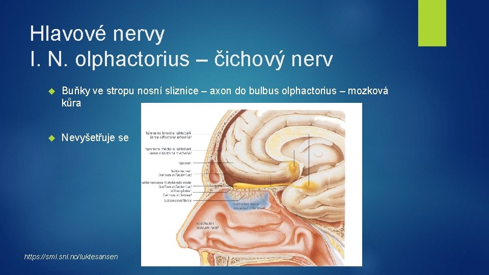 Hlavové nervy I. N. olphactorius – čichový nerv Buňky ve stropu nosní sliznice –