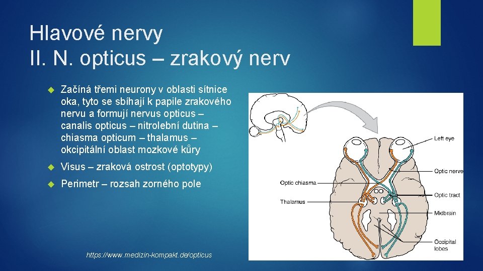 Hlavové nervy II. N. opticus – zrakový nerv Začíná třemi neurony v oblasti sítnice