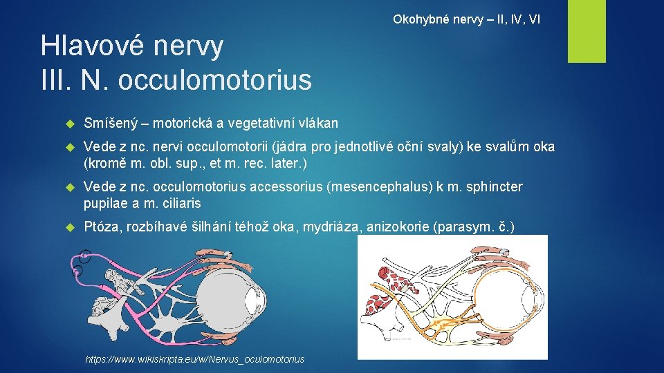 Okohybné nervy – II, IV, VI Hlavové nervy III. N. occulomotorius Smíšený – motorická