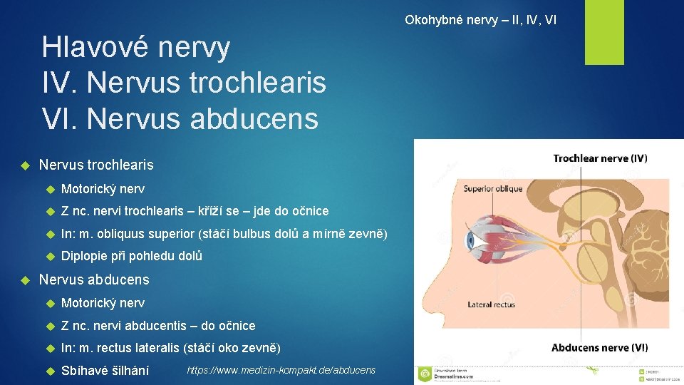 Okohybné nervy – II, IV, VI Hlavové nervy IV. Nervus trochlearis VI. Nervus abducens