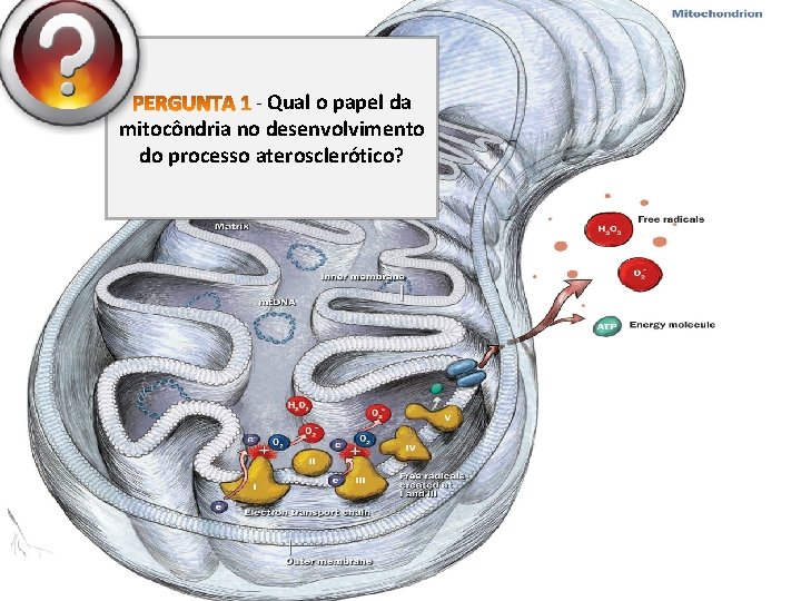 - Qual o papel da mitocôndria no desenvolvimento do processo aterosclerótico? 
