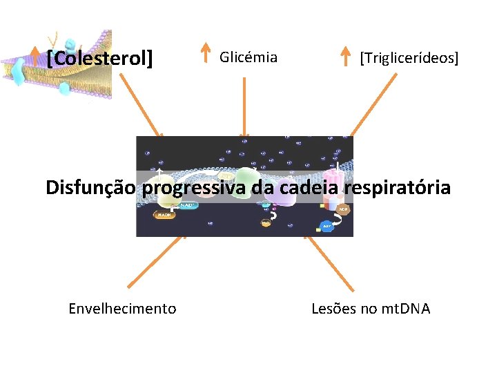 [Colesterol] Glicémia [Triglicerídeos] Disfunção progressiva da cadeia respiratória Envelhecimento Lesões no mt. DNA 