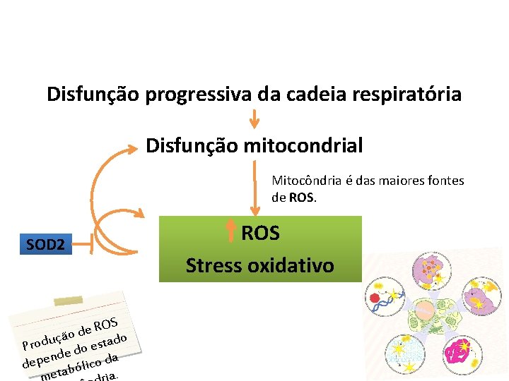 Disfunção progressiva da cadeia respiratória Disfunção mitocondrial Mitocôndria é das maiores fontes de ROS.