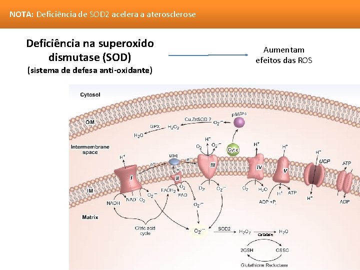 NOTA: Deficiência de SOD 2 acelera a aterosclerose Deficiência na superoxido dismutase (SOD) (sistema