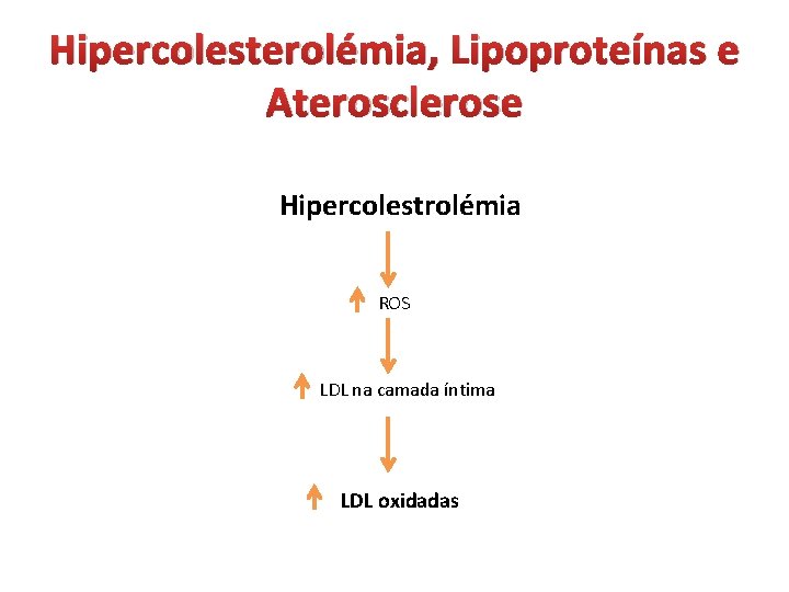 Hipercolesterolémia, Lipoproteínas e Aterosclerose Hipercolestrolémia ROS LDL na camada íntima LDL oxidadas 