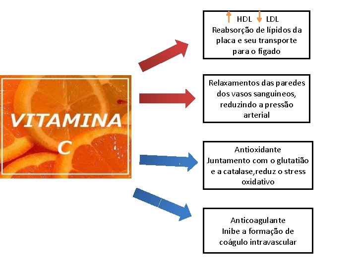 HDL LDL Reabsorção de lípidos da placa e seu transporte para o fígado Relaxamentos