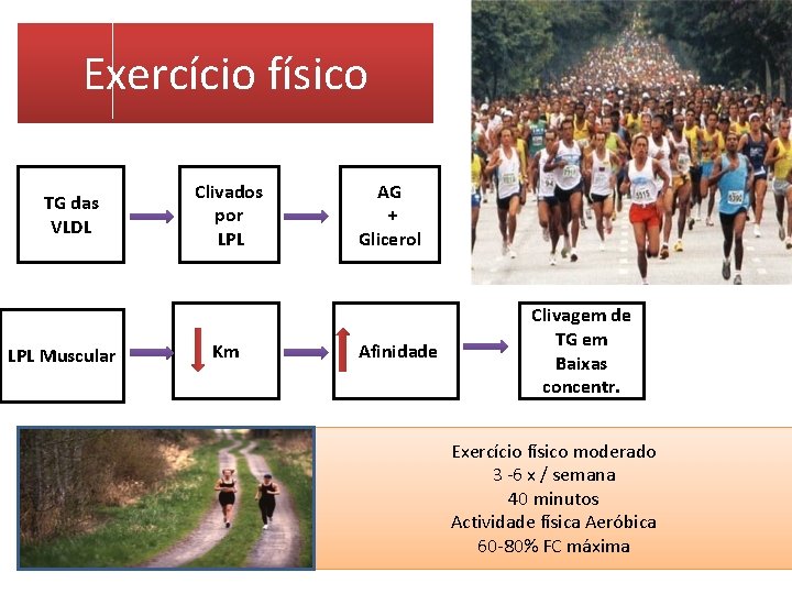 Exercício físico TG das VLDL LPL Muscular Clivados por LPL Km AG + Glicerol