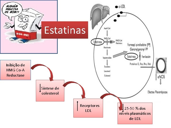Estatinas Inibição de HMG Co-A Reductase Síntese de colesterol Receptores LDL 25 -50 %