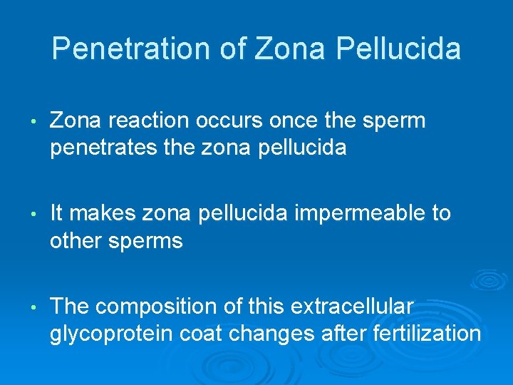 Penetration of Zona Pellucida • Zona reaction occurs once the sperm penetrates the zona