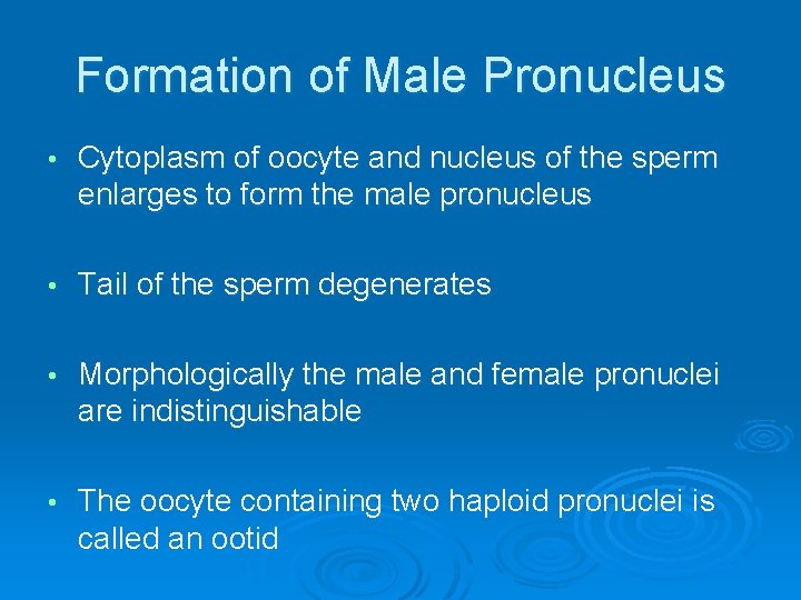 Formation of Male Pronucleus • Cytoplasm of oocyte and nucleus of the sperm enlarges