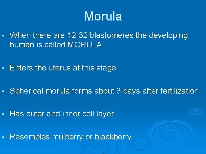 Morula • When there are 12 -32 blastomeres the developing human is called MORULA