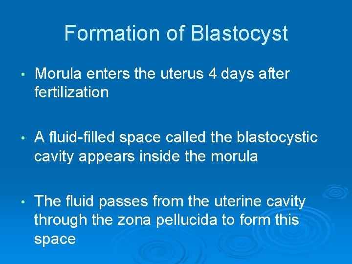 Formation of Blastocyst • Morula enters the uterus 4 days after fertilization • A