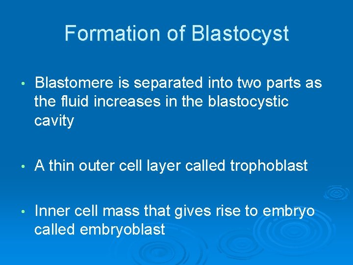 Formation of Blastocyst • Blastomere is separated into two parts as the fluid increases