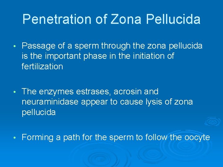 Penetration of Zona Pellucida • Passage of a sperm through the zona pellucida is