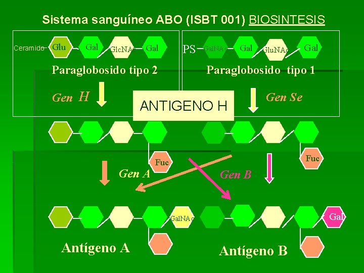 Sistema sanguíneo ABO (ISBT 001) BIOSINTESIS Ceramido Glu Gal Glc. NAc Gal PS Paraglobosido