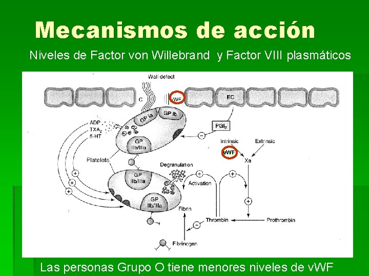 Mecanismos de acción Niveles de Factor von Willebrand y Factor VIII plasmáticos v. WF