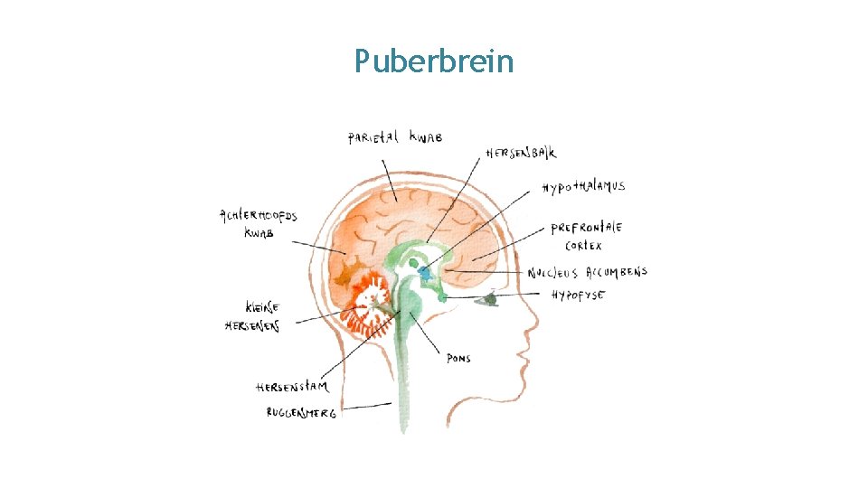 Puberbrein 