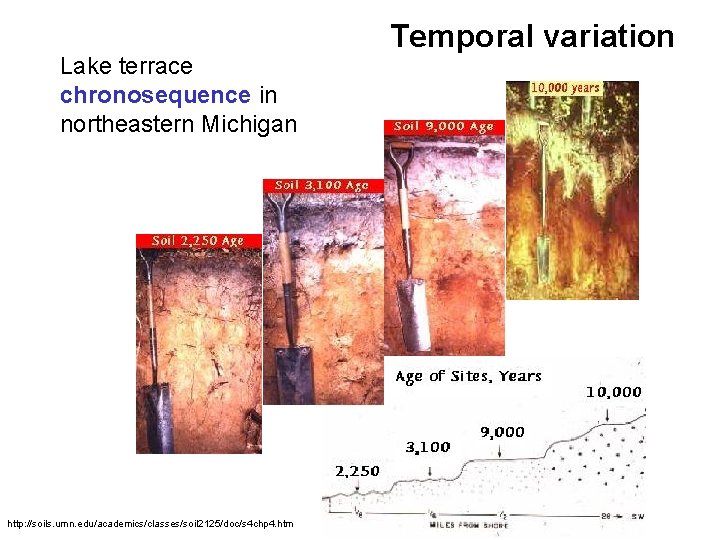 Lake terrace chronosequence in northeastern Michigan http: //soils. umn. edu/academics/classes/soil 2125/doc/s 4 chp 4.