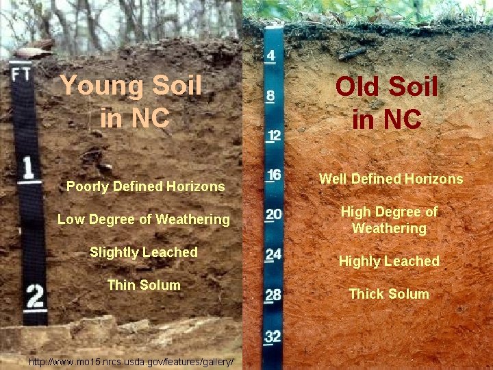 Young Soil in NC Poorly Defined Horizons Low Degree of Weathering Slightly Leached Thin