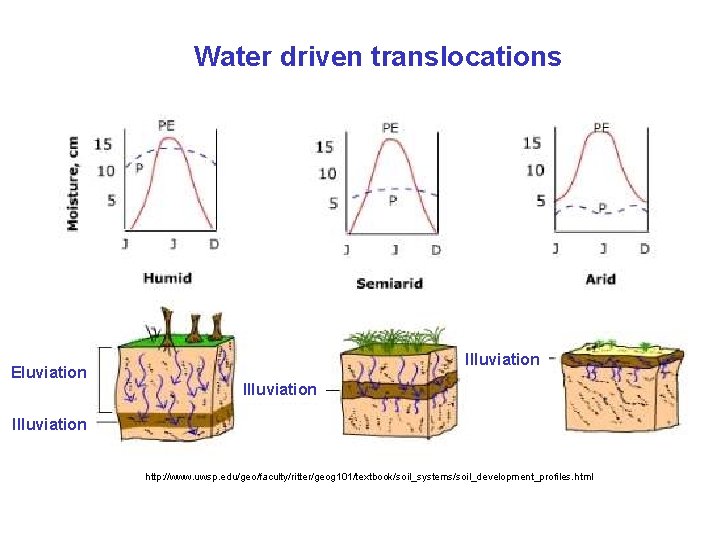 Water driven translocations Eluviation Illuviation http: //www. uwsp. edu/geo/faculty/ritter/geog 101/textbook/soil_systems/soil_development_profiles. html 