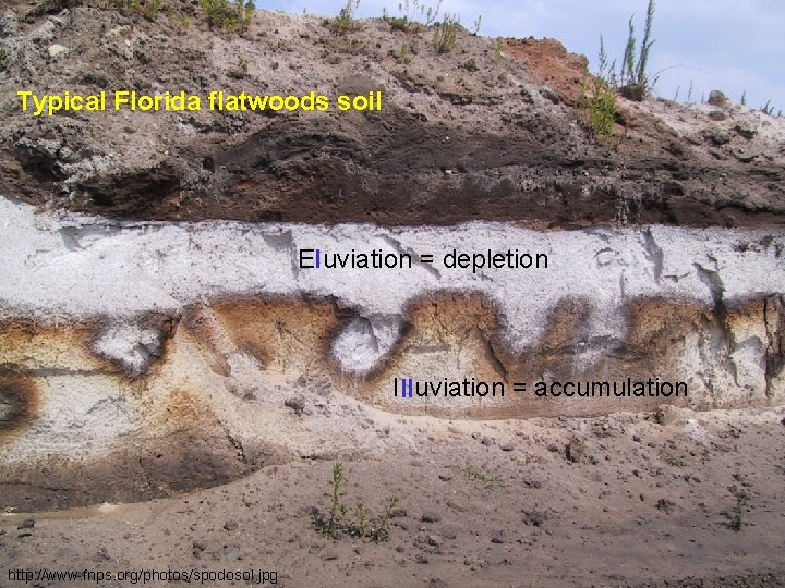 Typical Florida flatwoods soil Eluviation = depletion Illuviation = accumulation http: //www. fnps. org/photos/spodosol.