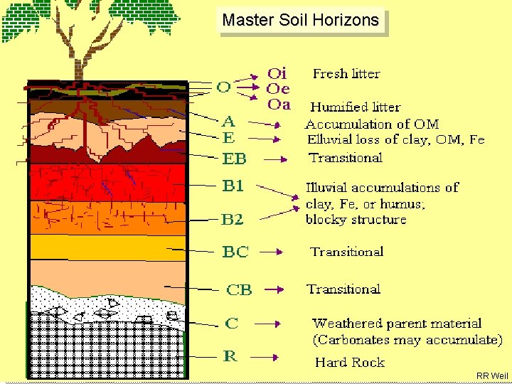 Most Weathered Master Soil Horizons Soil horizons Least weathered RR Weil 