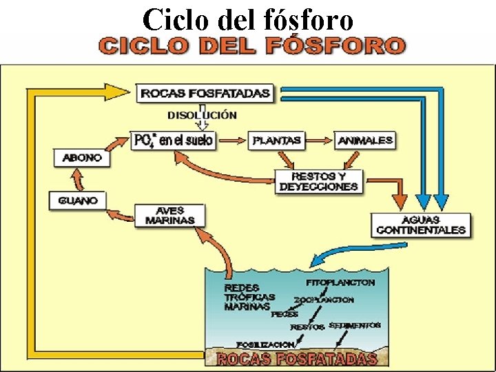 Ciclo del fósforo 