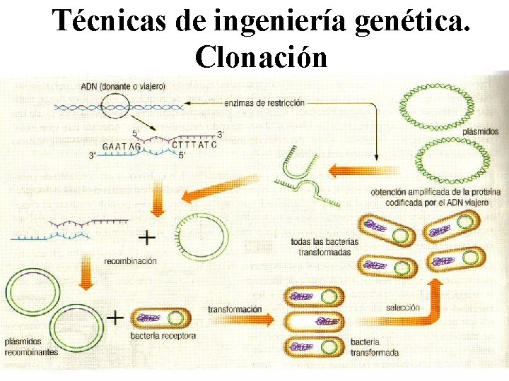 Técnicas de ingeniería genética. Clonación 