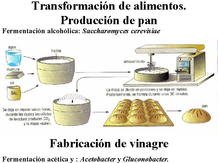 Transformación de alimentos. Producción de pan Fermentación alcohólica: Saccharomyces cerevisiae Fabricación de vinagre Fermentación