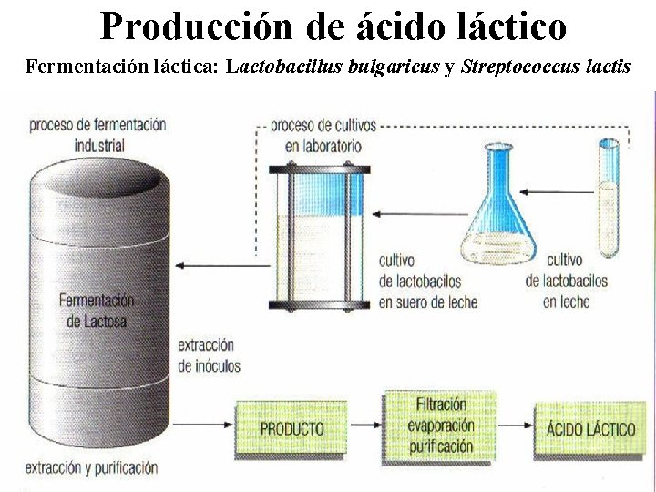 Producción de ácido láctico Fermentación láctica: Lactobacillus bulgaricus y Streptococcus lactis 