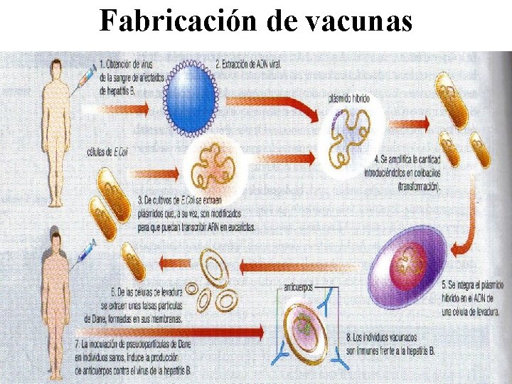 Fabricación de vacunas 