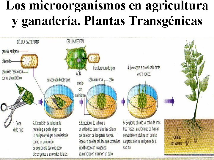 Los microorganismos en agricultura y ganadería. Plantas Transgénicas 