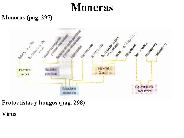 Moneras (pág. 297) Protoctistas y hongos (pág. 298) Virus 
